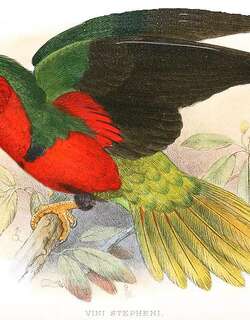 施氏鹦鹉 / Stephen’s Lorikeet / Vini stepheni
