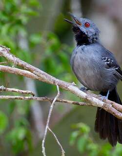 纤蚁鸟 / Slender Antbird / Rhopornis ardesiacus