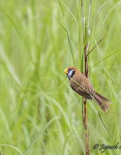 斑胸鸦雀 / Black-breasted Parrotbill / Paradoxornis flavirostris