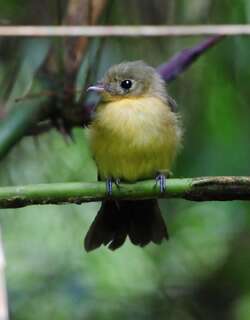 黑尾黄腰霸鹟 / Black-tailed Myiobius / Myiobius atricaudus