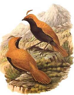 镰冠极乐鸟 / Crested Satinbird / Cnemophilus macgregorii