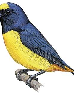 褐臀歌雀 / Fulvous-vented Euphonia / Euphonia fulvicrissa
