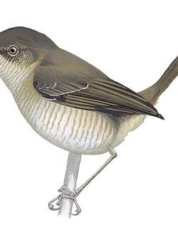 墨伊拱翅莺 / Miombo Wren-Warbler / Calamonastes undosus