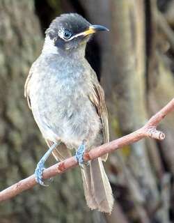 暗喉吸蜜鸟 / Bridled Honeyeater / Bolemoreus frenatus