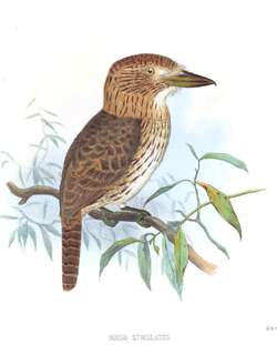 条纹蓬头䴕 / Eastern Striolated Puffbird / Nystalus striolatus