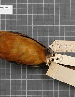 苏拉山鸫 / Geomalia / Zoothera heinrichi