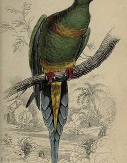 黄腹针尾绿鸠 / Sumatran Green Pigeon / Treron oxyurus