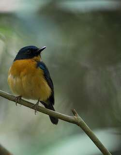 苏拉蓝仙鹟 / Sulawesi Blue Flycatcher / Cyornis omissus