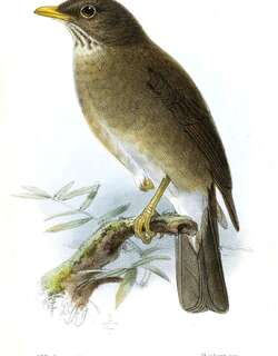 罗氏鸫 / Lawrence’s Thrush / Turdus lawrencii
