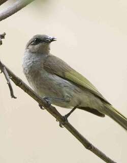 印尼岩吸蜜鸟 / Indonesian Honeyeater / Lichmera limbata