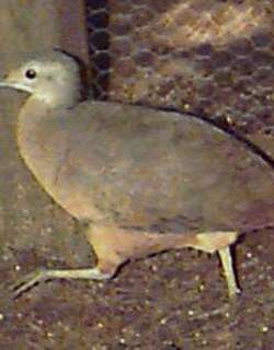 小穴䳍 / Little Tinamou / Crypturellus soui