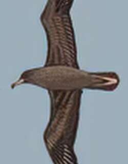 肉足鹱 / Flesh-Footed Shearwater