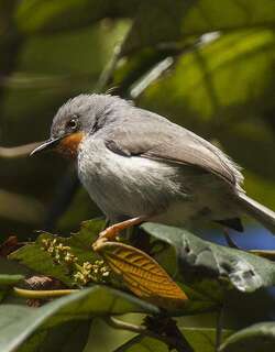 栗喉娇莺 / Chestnut-throated Apalis / Apalis porphyrolaema