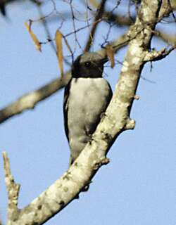 马岛鹃鵙 / Madagascan Cuckooshrike / Ceblepyris cinereus
