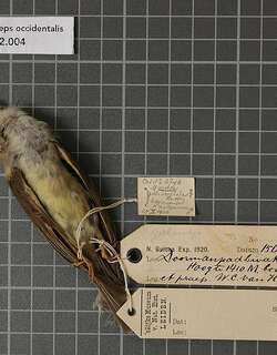 黄脚小鹟 / Yellow-legged Flyrobin / Kempiella griseoceps