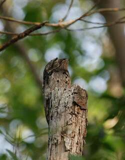 林鸱 / Common Potoo / Nyctibius griseus