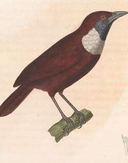 白领穗鹛 / White-bibbed Babbler / Stachyris thoracica