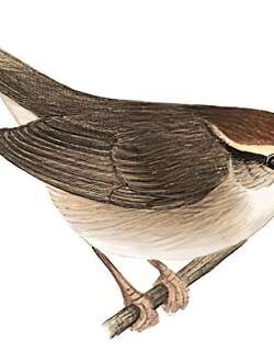 大树莺 / Chestnut-crowned Bush Warbler / Cettia major