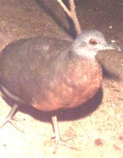 褐穴䳍 / Brown Tinamou / Crypturellus obsoletus