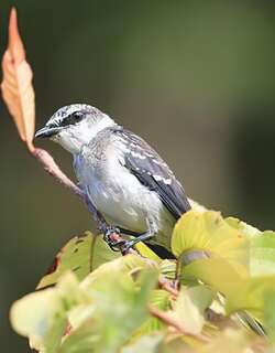 琉球山椒鸟 / Ryukyu Minivet / Pericrocotus tegimae