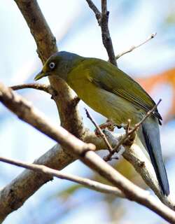 灰头鹎 / Grey-headed Bulbul / Brachypodius priocephalus