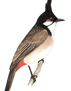 红耳鹎 / Red-whiskered Bulbul / Pycnonotus jocosus