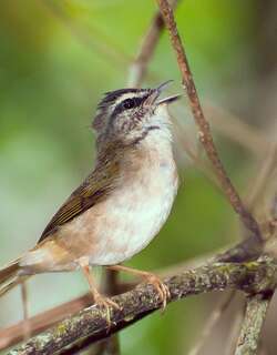 河王森莺 / Riverbank Warbler / Myiothlypis rivularis