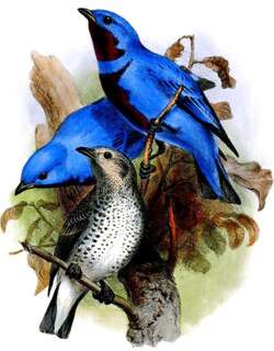 秀丽伞鸟 / Lovely Cotinga / Cotinga amabilis