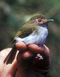 黑喉哑霸鹟 / Black-throated Tody-Tyrant / Hemitriccus granadensis