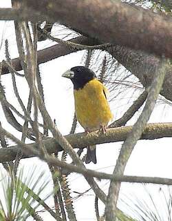 黑冠锡嘴雀 / Hooded Grosbeak / Hesperiphona abeillei