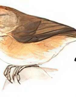 红额穗鹛 / Rufous-fronted Babbler / Cyanoderma rufifrons