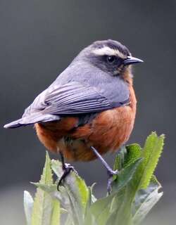 白眉锥嘴雀 / White-browed Conebill / Conirostrum ferrugineiventre