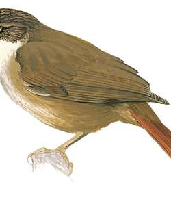 帕拉拾叶雀 / Para Foliage-gleaner / Automolus paraensis