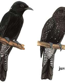 乌鹃 / Square-tailed Drongo-Cuckoo / Surniculus lugubris
