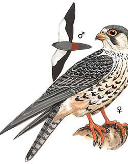 红脚隼 / Amur Falcon / Falco amurensis
