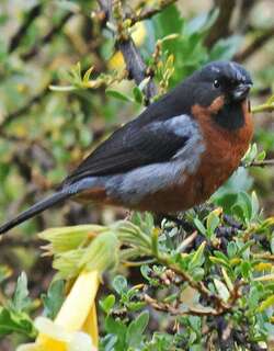 黑喉刺花鸟 / Black-throated Flowerpiercer / Diglossa brunneiventris