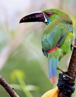 绯腰巨嘴鸟 / Crimson-rumped Toucanet / Aulacorhynchus haematopygus