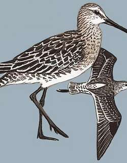 半蹼鹬 / Asian Dowitcher / Limnodromus semipalmatus