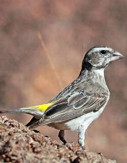 白喉丝雀 / White-throated Canary / Crithagra albogularis