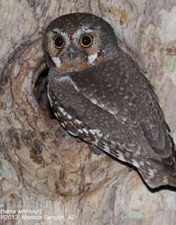 娇鸺鹠 / Elf Owl / Micrathene whitneyi