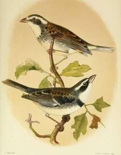 领歌鹀 / Collared Warbling Finch / Poospiza hispaniolensis