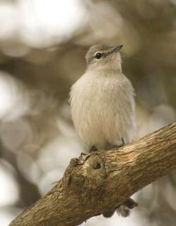 灰鹟 / Ashy Flycatcher / Muscicapa caerulescens