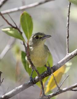 红树莺雀 / Mangrove Vireo / Vireo pallens