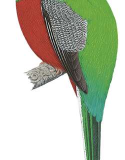 黄颊咬鹃 / Bare-cheeked Trogon / Apaloderma aequatoriale
