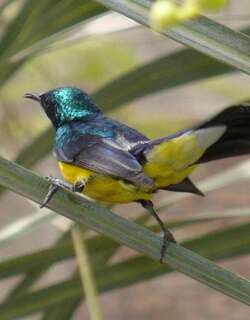 尼罗直嘴太阳鸟 / Nile Valley Sunbird / Hedydipna metallica