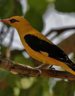 印度金黄鹂 / Indian Golden Oriole / Oriolus kundoo