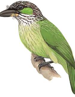 黄纹拟啄木鸟 / Green-eared Barbet / Psilopogon faiostrictus