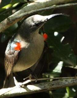 灰褐花蜜鸟 / Grey Sunbird / Cyanomitra veroxii