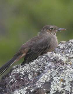大鵙霸鹟 / Great Shrike-Tyrant / Agriornis lividus