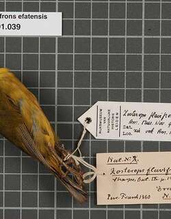 黄额绣眼鸟 / Vanuatu White-eye / Zosterops flavifrons